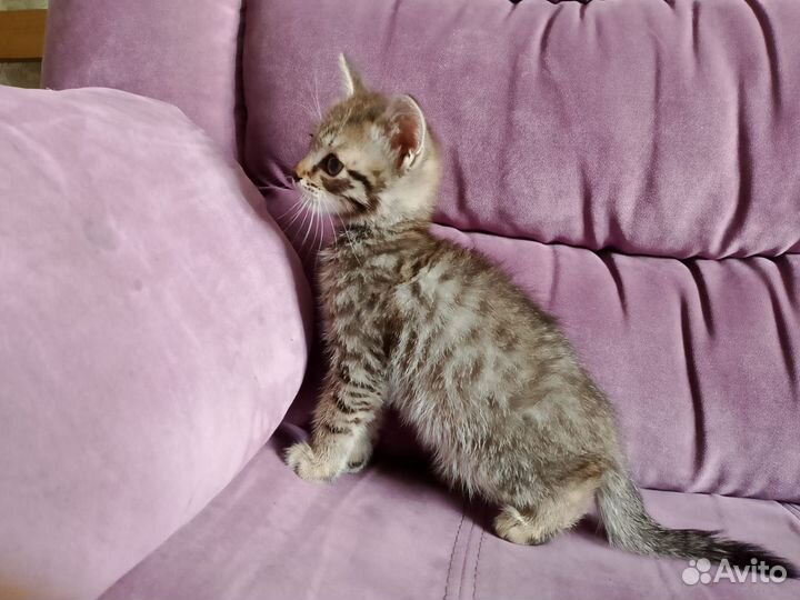 Котик бесплатно