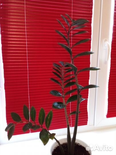 Замиокулькас