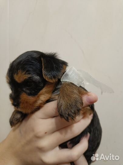 Йоркширский терьер щенки