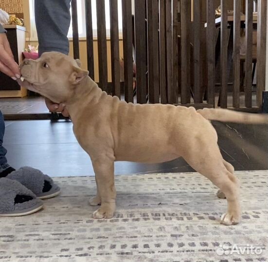 Американский булли - девочка мерль