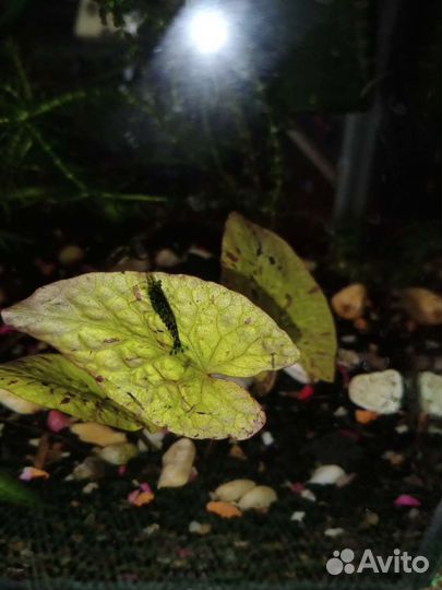 Аквариумные растения,грунт