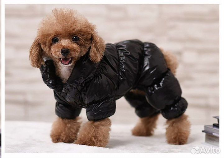 Одежда для собак мелких пород