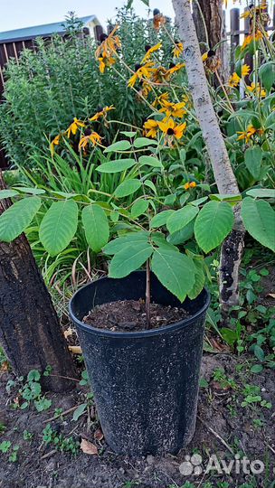 Саженец манчжурского ореха с закрытой корневой