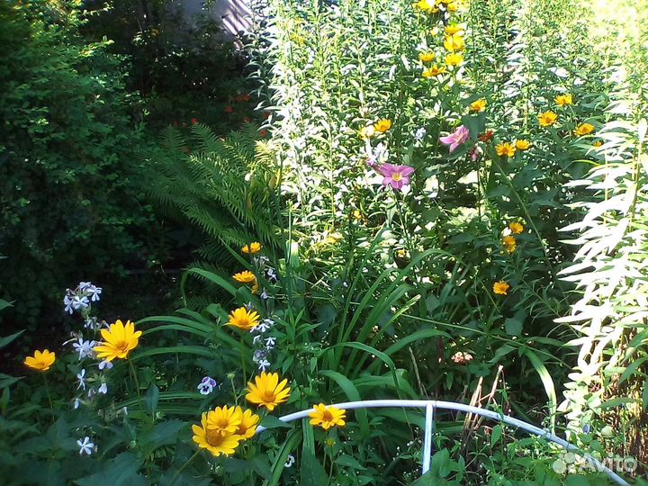 Комнатные растения