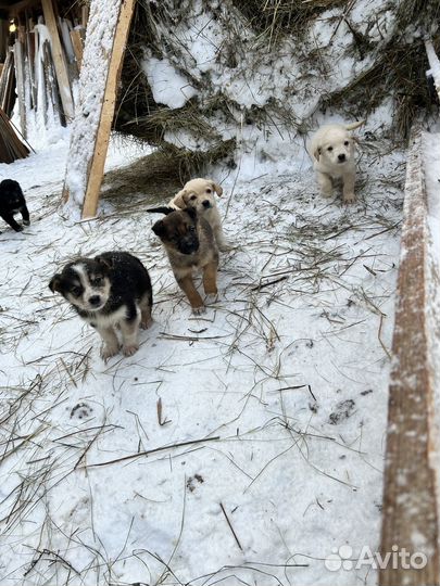 Щенки в добрые руки