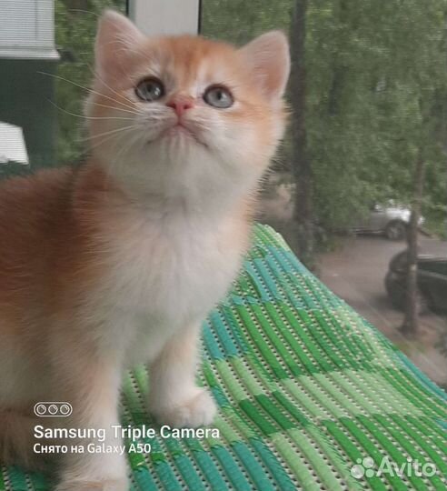 Британские золотые шиншиллв