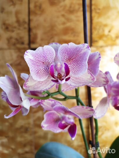 Орхидея фаленопсис