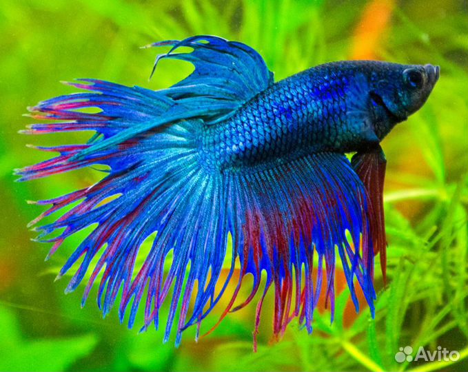 Рыбка петушок