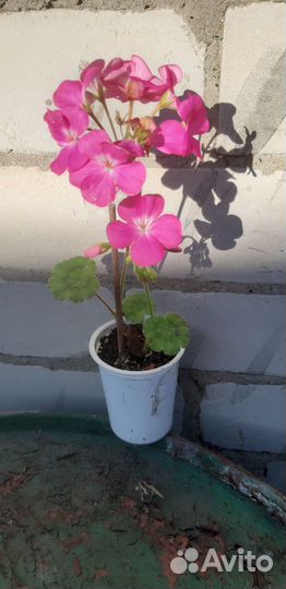 Герань пеларгония