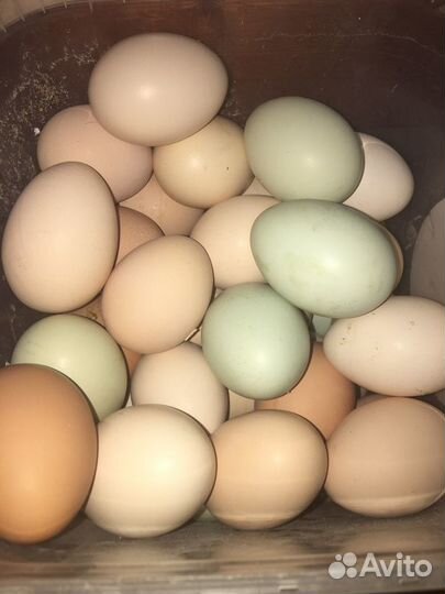 Яйцо куриное инкубационное