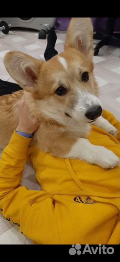 Вельш корги на разведение