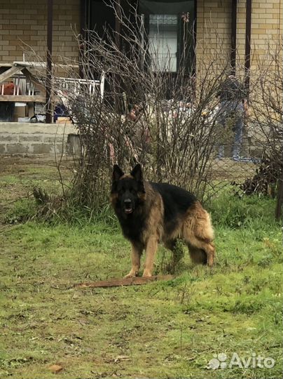 Немецкая овчарка вязка