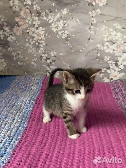 Котята 2 мес