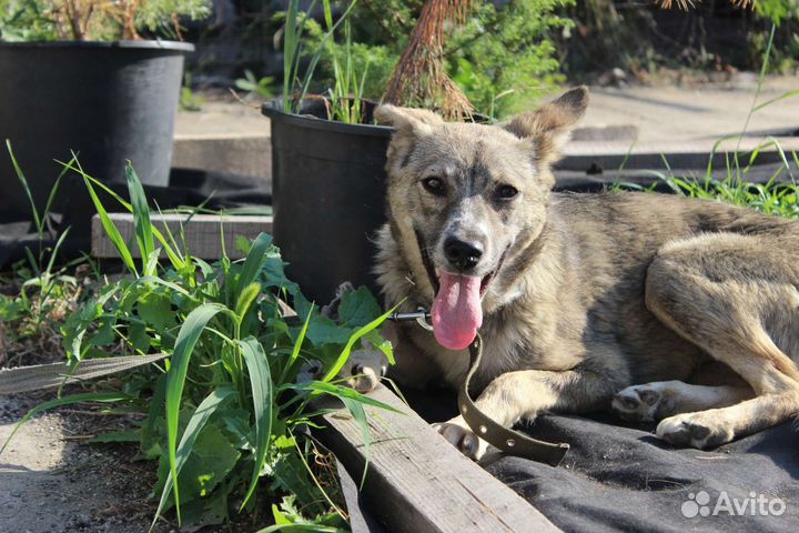 Собака в добрые руки