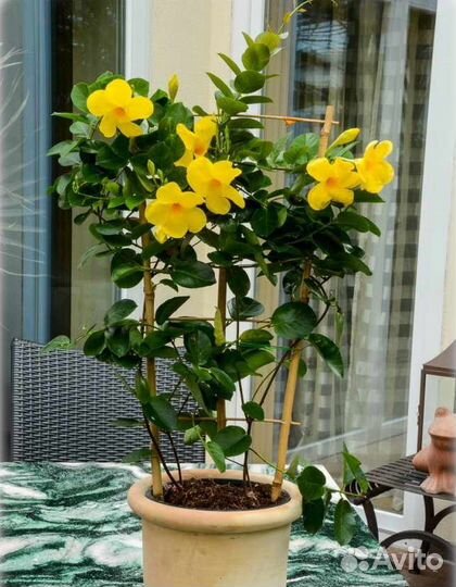 Алламанда - желтый колокольчик джунглей