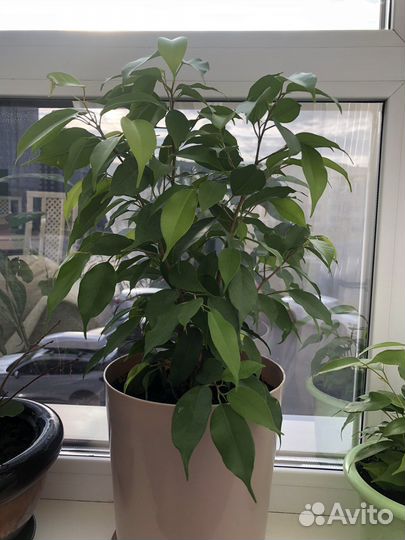 Фикус бенджамина