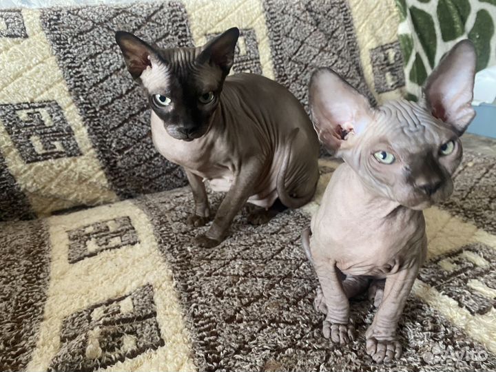 Канадский сфинкс