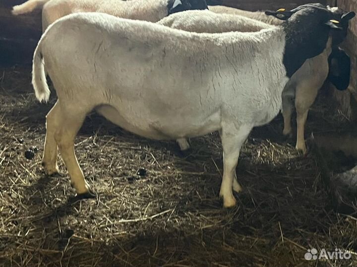 Овцы Дорперы