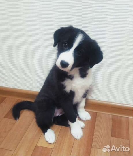 Щенки в охрану