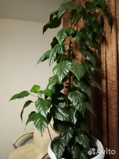 Комнатные растения