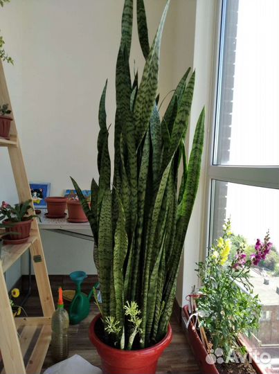 Сансевиерия (сансевьера), 158см