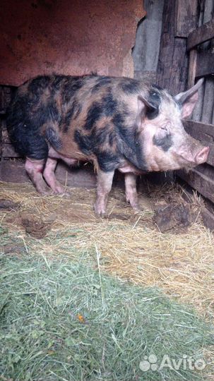 Хряк на племя
