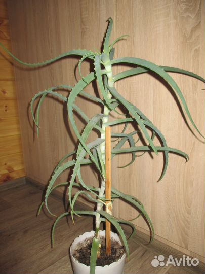 Алоэ столетник