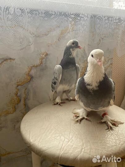 Голуби алла