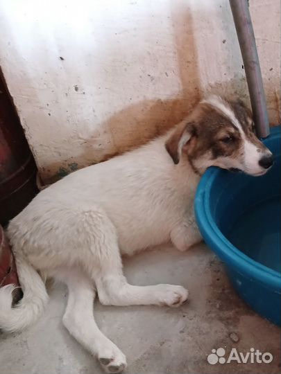 Щенок в добрые руки