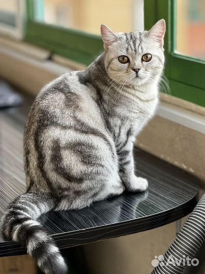 Британская кошка