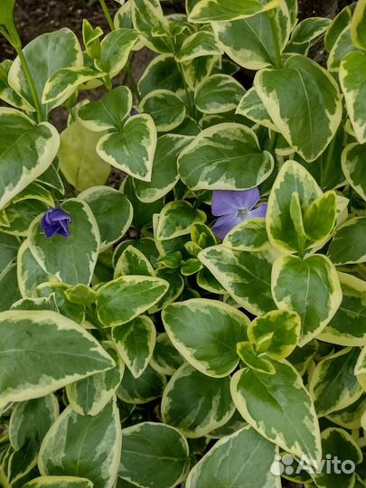 Барвинок пестролистный