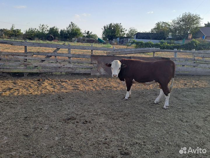 Быки на племя