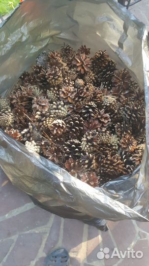 Шишки сосновые и веймутовы продаю