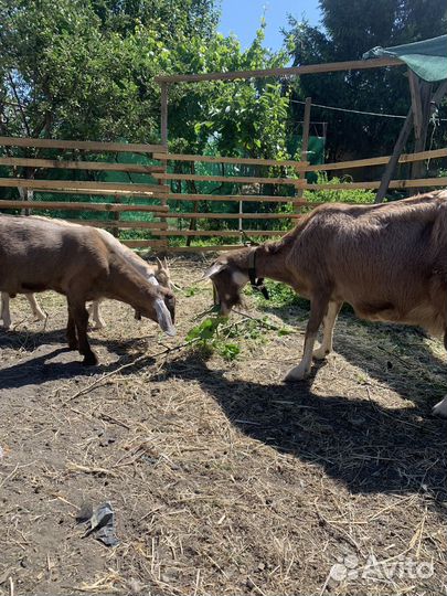 Козы с козлятами