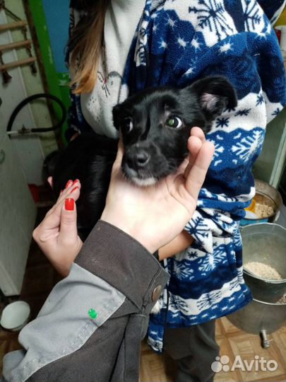 Щенок девочка