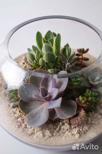 Флорариум суккуленты