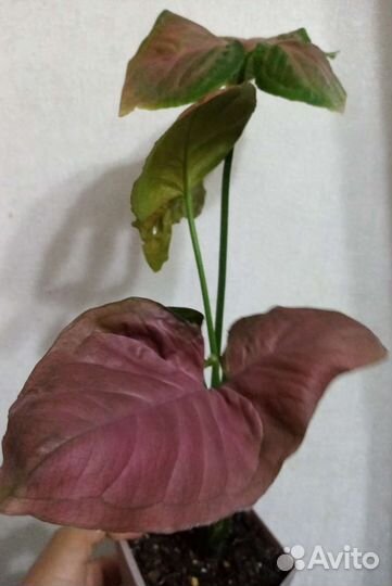 Сингониум Orm Nak, Nguengi laima, T24