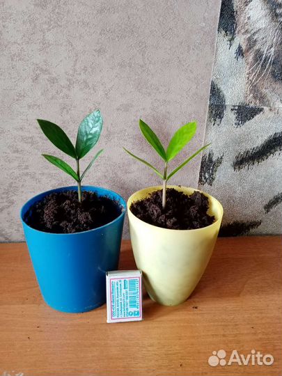 Замиокулькас