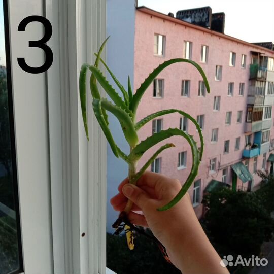 Алое столетник