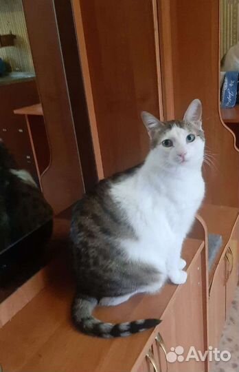 Молодая кошка