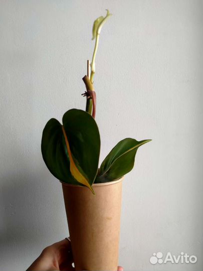 Филодендрон Бразил