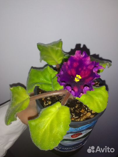 Сортовые фиалки