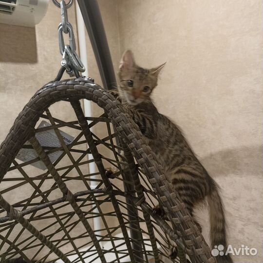 Кошечка 4 месяца