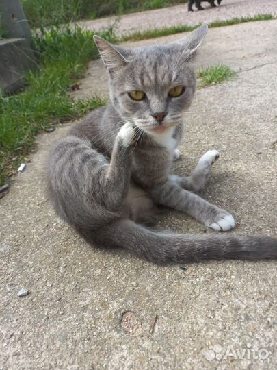 Кошка в дар