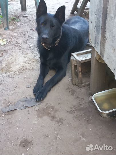 Продам щенков восточноевропейской овчарки