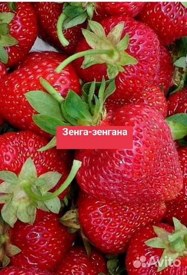 Усы клубники сорта Польше, Зенга-зенгана,Вади