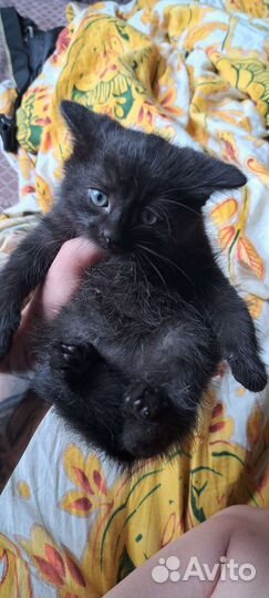 Котята мальчики