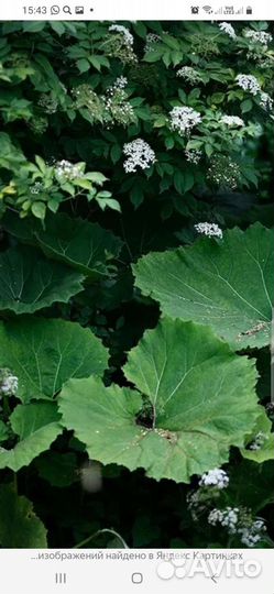 Белокопытник