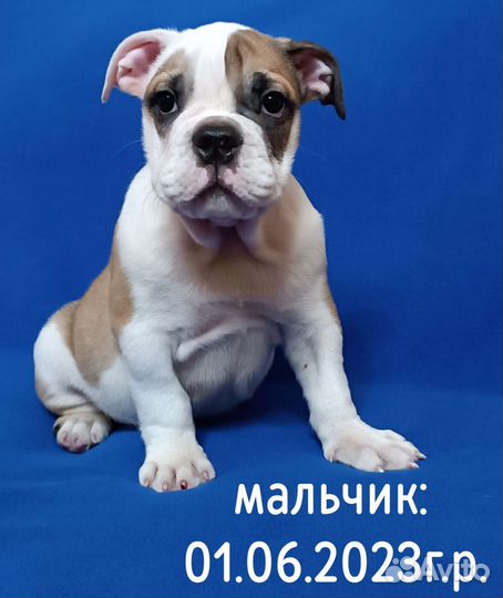 Английский бульдог