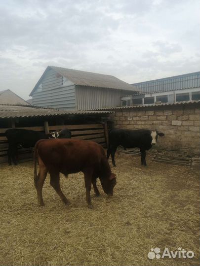 Бычки на откорм
